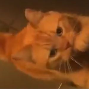 Meet your Posher, Rimmah